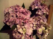 ファイル 2651-1.jpg