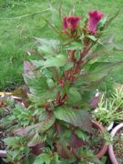 ファイル 2653-1.jpg