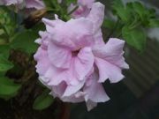 ファイル 2654-1.jpg