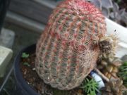 ファイル 2657-1.jpg