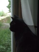 ファイル 2660-1.jpg