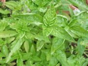 ファイル 2661-1.jpg