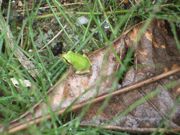 ファイル 2662-1.jpg