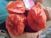 ファイル 2664-1.jpg