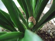 ファイル 2665-1.jpg