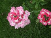 ファイル 2670-1.jpg