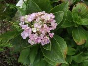 ファイル 2671-1.jpg