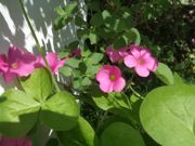 ファイル 2672-1.jpg