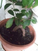 ファイル 2679-1.jpg