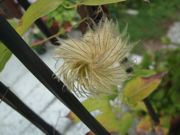 ファイル 2680-1.jpg