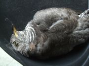 ファイル 2682-1.jpg