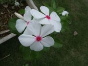 ファイル 2683-1.jpg