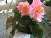 ファイル 2685-1.jpg