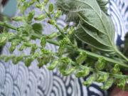 ファイル 2686-1.jpg