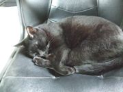 ファイル 2688-1.jpg