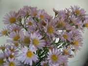 ファイル 2692-1.jpg