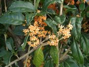 ファイル 2693-1.jpg