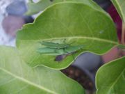 ファイル 2696-1.jpg