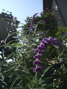 ファイル 2698-1.jpg