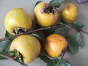 ファイル 2703-1.jpg