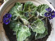 ファイル 2706-1.jpg