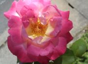 ファイル 2707-1.jpg