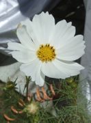 ファイル 2708-1.jpg