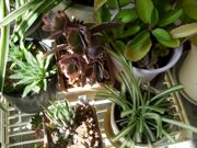 ファイル 2711-2.jpg