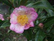 ファイル 2714-1.jpg