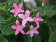 ファイル 2715-1.jpg