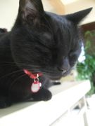 ファイル 2716-2.jpg