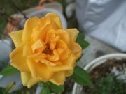 ファイル 2718-1.jpg