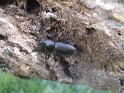 ファイル 2725-1.jpg