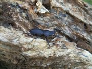 ファイル 2725-2.jpg