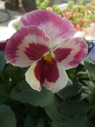 ファイル 2727-1.jpg