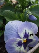 ファイル 2727-2.jpg