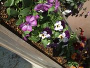 ファイル 2728-1.jpg