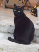 ファイル 2733-1.jpg