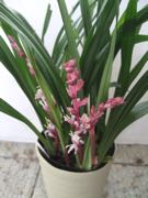 ファイル 2734-1.jpg