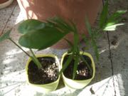 ファイル 2735-1.jpg