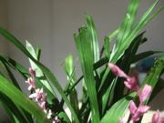 ファイル 2737-1.jpg