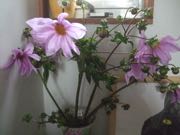 ファイル 2741-1.jpg