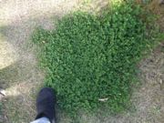 ファイル 2742-1.jpg