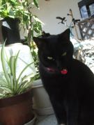 ファイル 2743-1.jpg