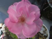 ファイル 2744-1.jpg