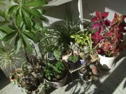 ファイル 2747-1.jpg