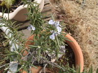 ファイル 275-1.jpg