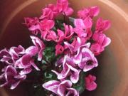 ファイル 2754-1.jpg