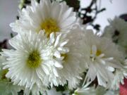 ファイル 2755-1.jpg