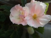 ファイル 2769-1.jpg